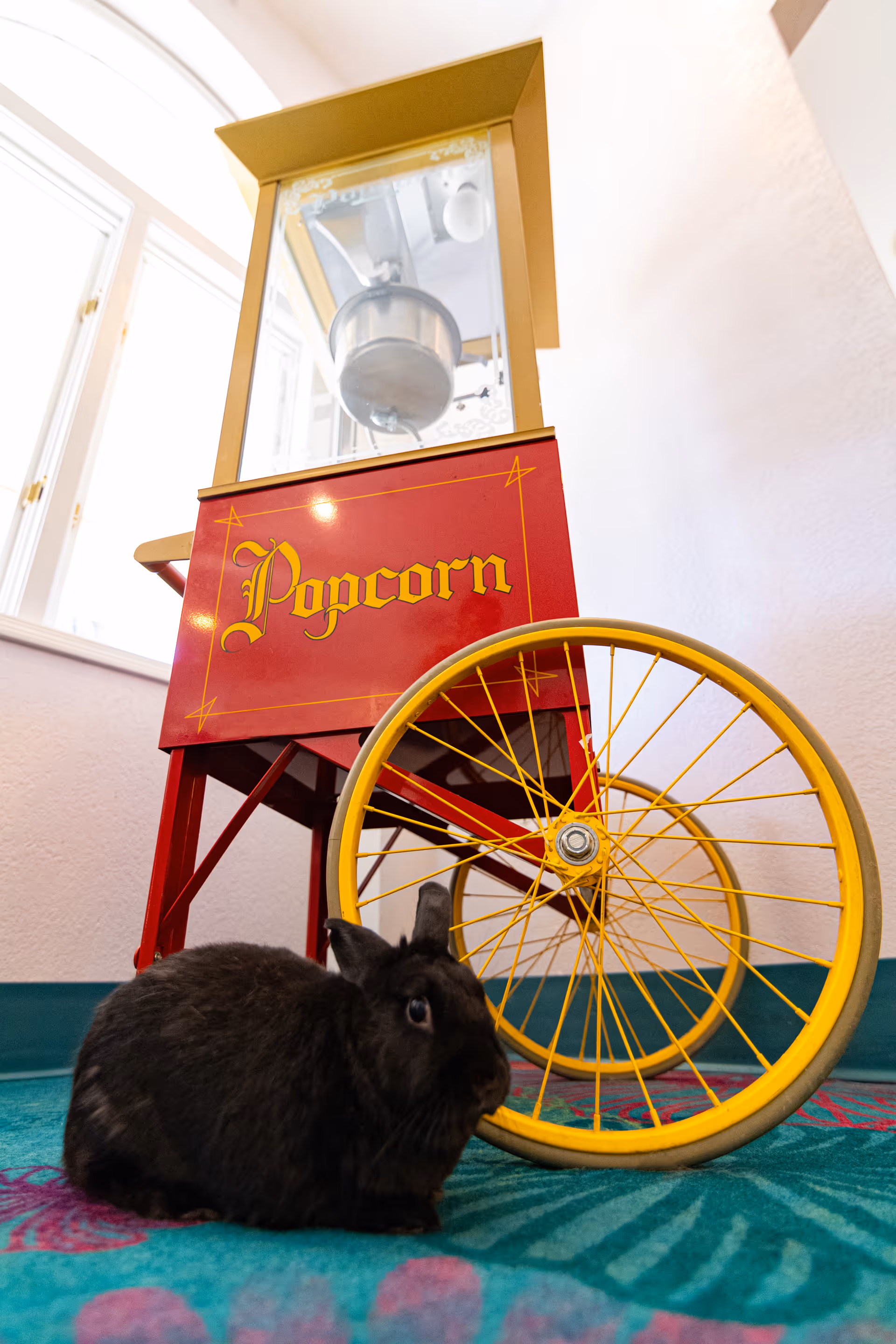 A black rabbit sitting on a colorful carpet next to a vintage red and yellow popcorn machine with large yellow wheels, inside a room with white walls and a window in the background.