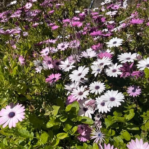 Cluster of pink, purple, and white daisy-like flowers blooming amid green foliage outdoors.