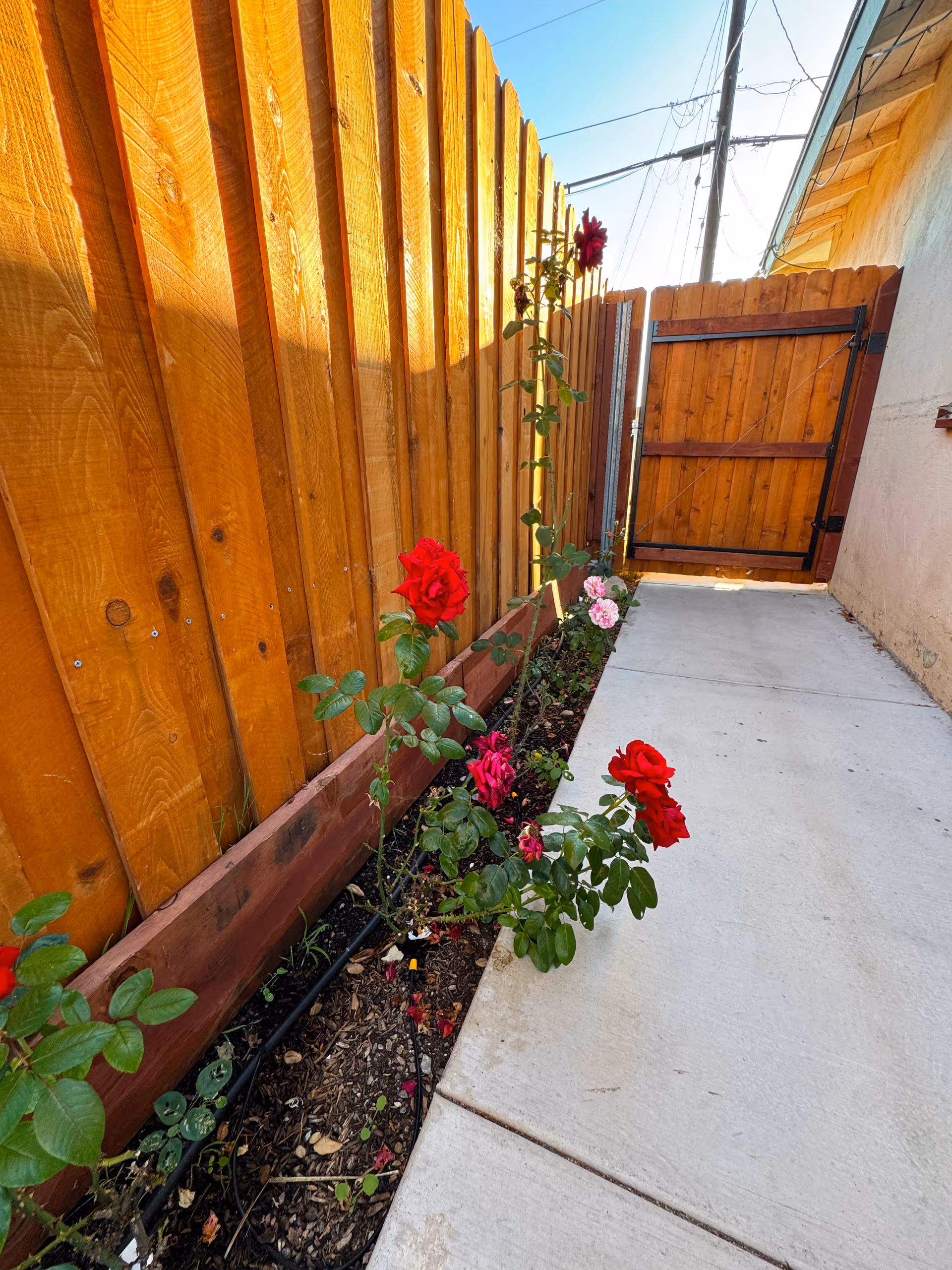 Narrow concrete walkway beside a wooden fence with a flowerbed of red roses and a wooden gate at the end.