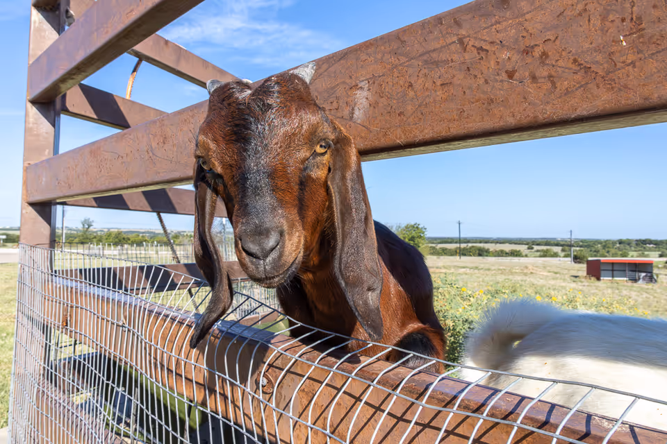 Close-up of a brown goat with long ears leaning over a metal wire fence in an outdoor rural setting with fields and a small red structure in the background under a clear blue sky.