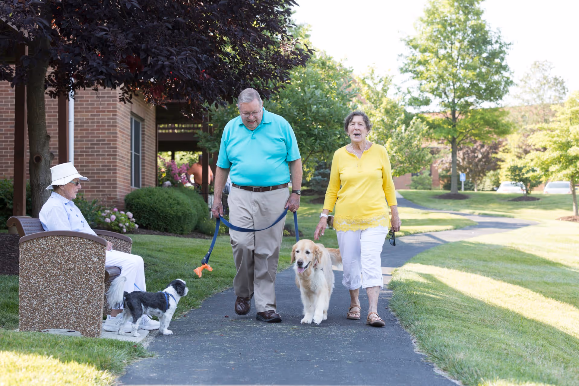 An elderly man and woman walking two dogs on a paved path in a green outdoor area with trees and bushes. Another elderly person is sitting on a bench nearby, watching the dogs. The scene is bright and sunny, with a brick building partially visible in the background.