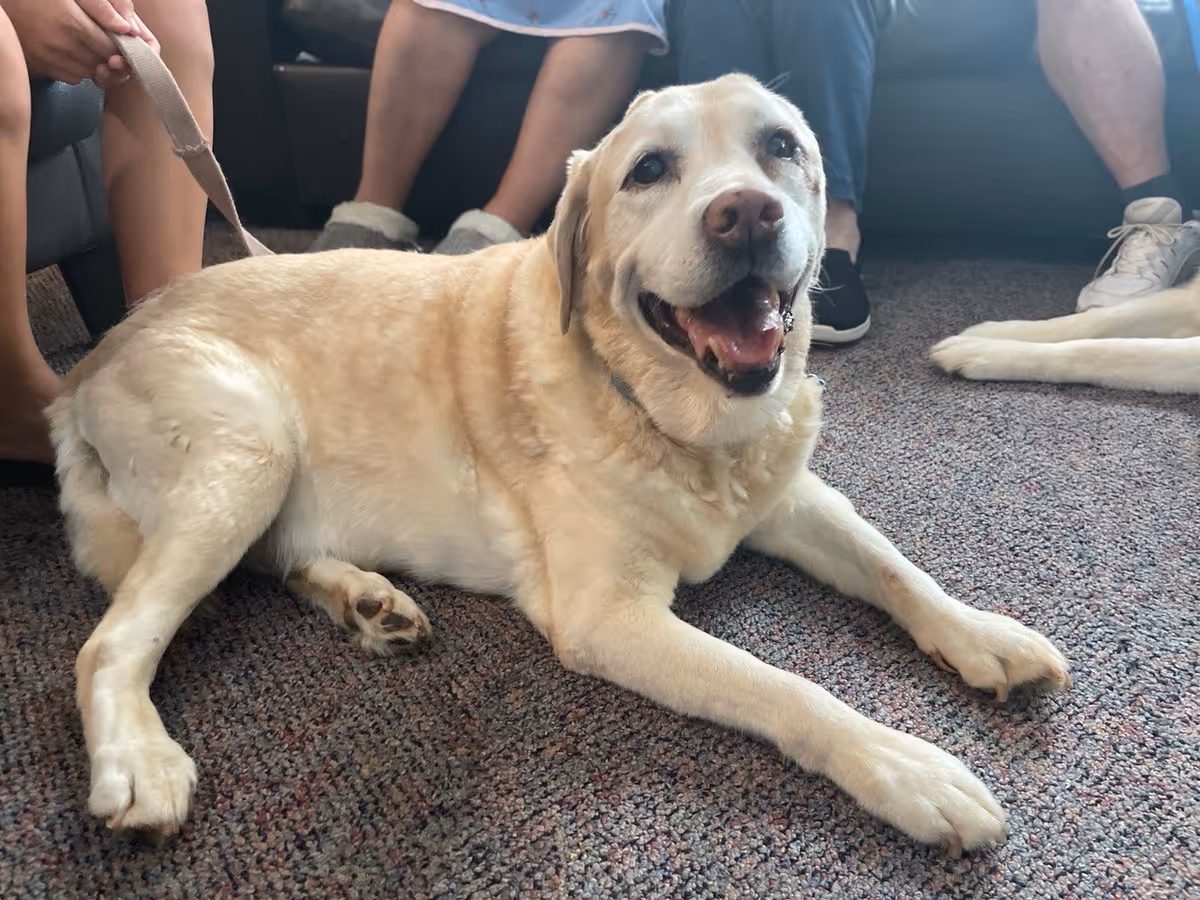 A smiling yellow Labrador lying on a carpeted floor with people seated on a couch in the background.