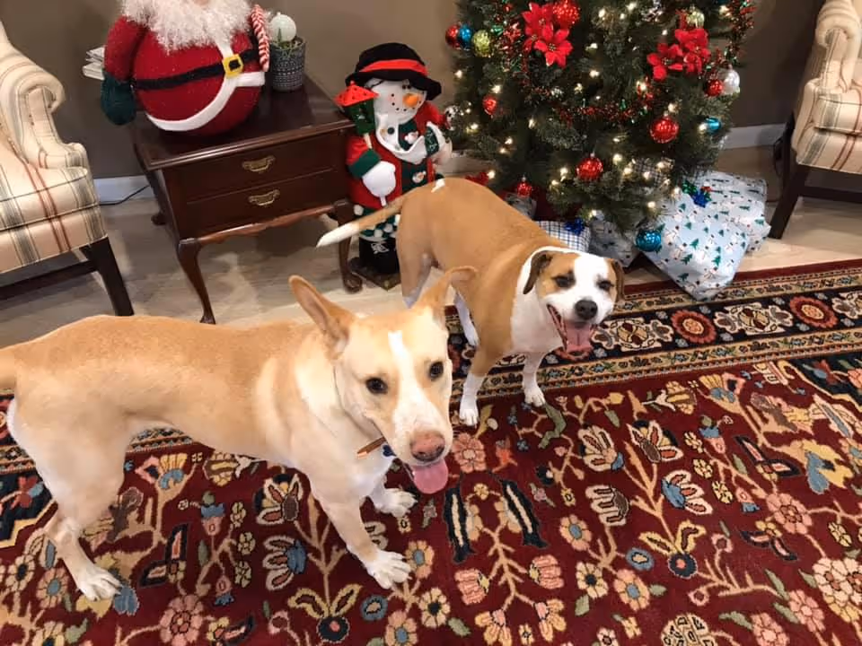 Two dogs standing on a patterned red rug in a room decorated for Christmas with a Christmas tree, wrapped presents, a Santa Claus figure, and a snowman decoration. There are two plaid armchairs and a wooden side table in the background.