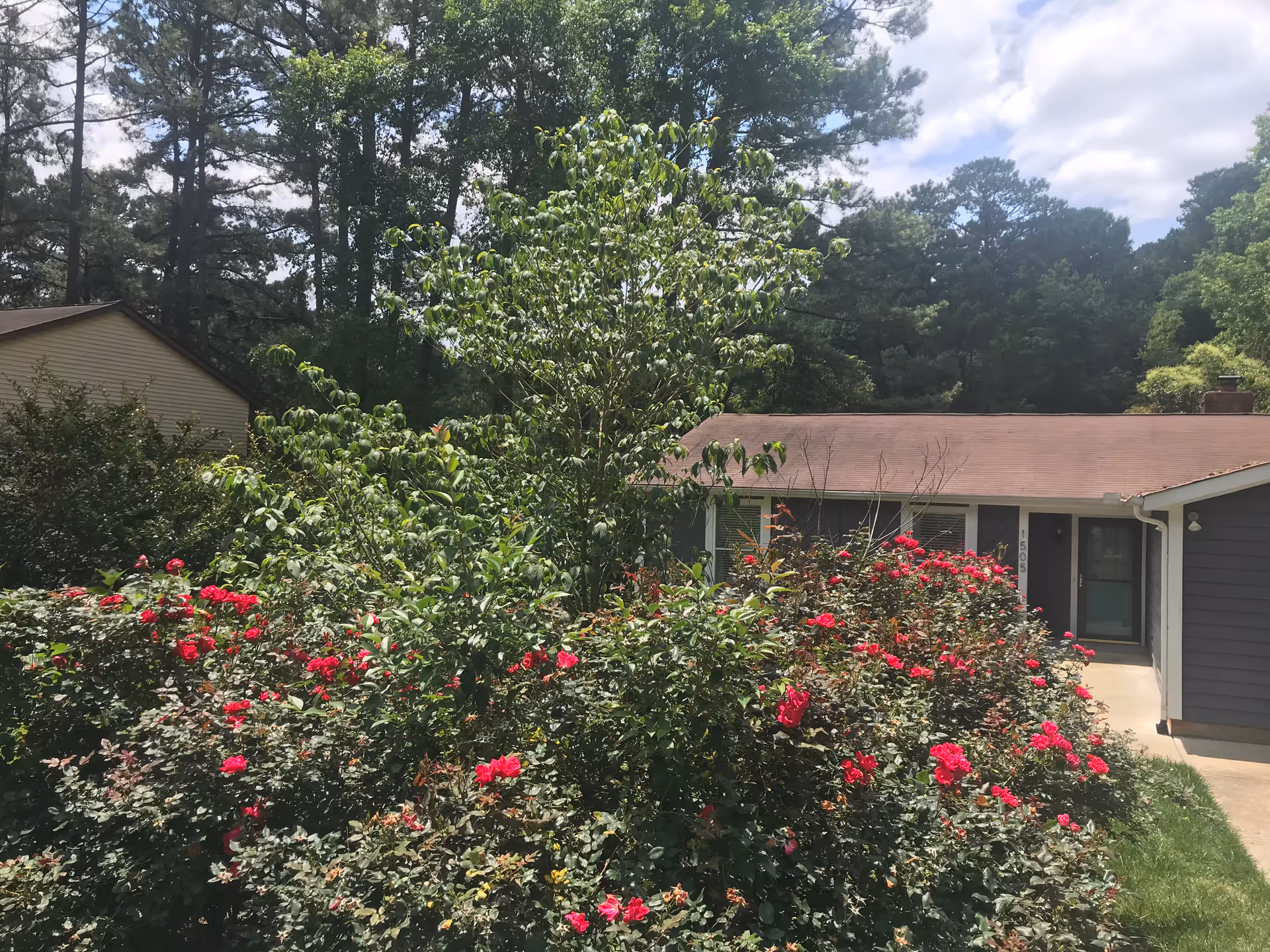 A single-story house with a brown roof and gray siding partially obscured by a large bush with vibrant red flowers and a small tree in front. Tall trees and a partly cloudy sky are visible in the background.