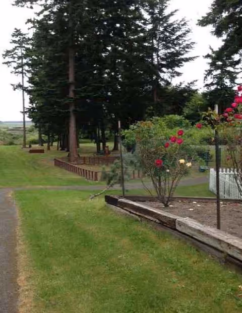 Outdoor garden area with a winding path, benches, and rose bushes near tall trees.
