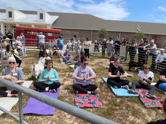 Group of seniors and visitors seated on yoga mats in a fenced outdoor grassy area doing meditative poses with goats and spectators near a brick building.