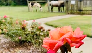Close-up of a vibrant pink rose in a garden area with a gravel path and green grass. In the background, there are two horses grazing near a wooden fence.