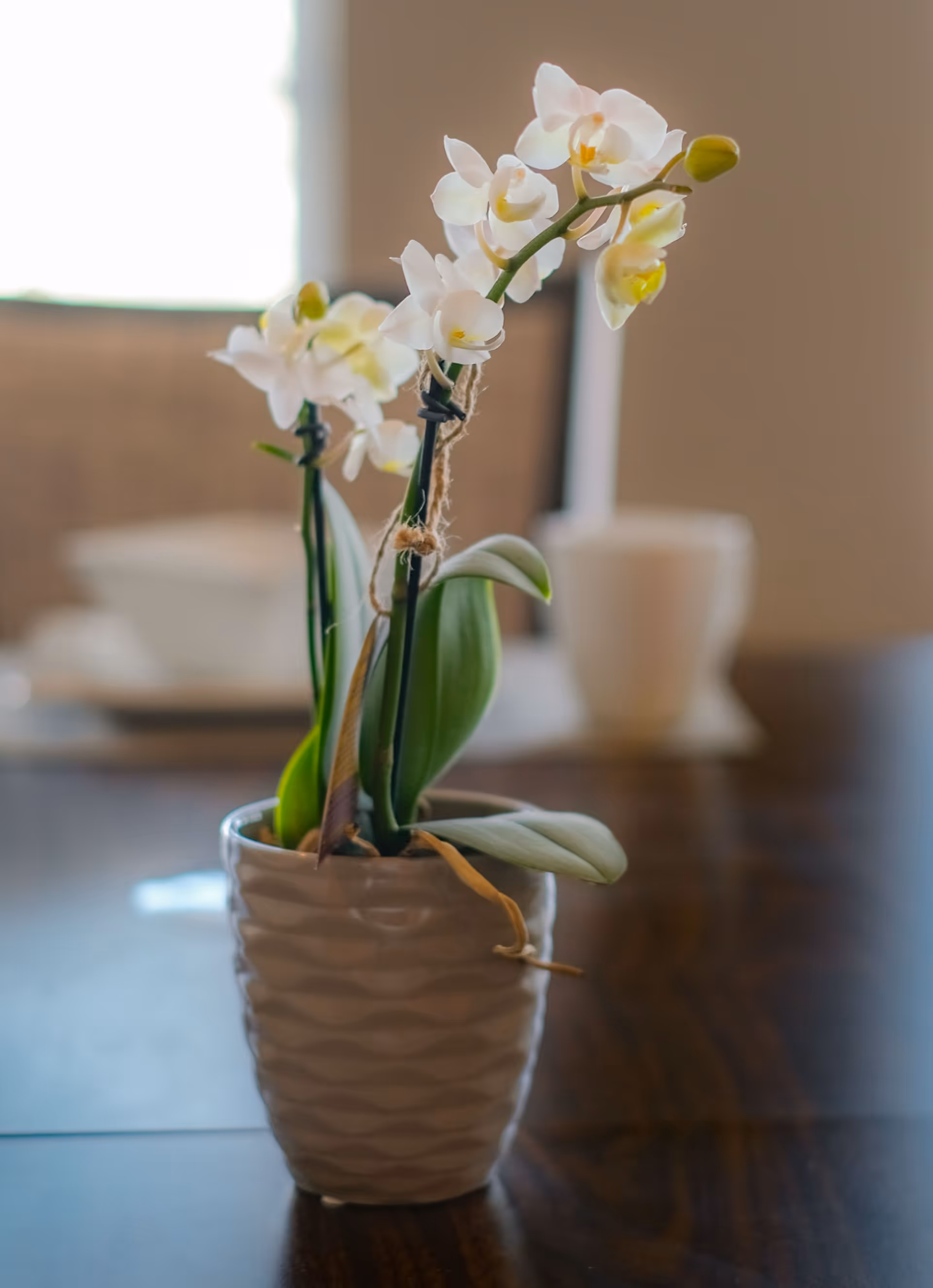 A small white orchid plant in a textured white pot placed on a wooden table with a blurred background showing a cup and a window.