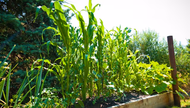 Raised wooden garden bed with tall corn stalks and other leafy vegetables in a sunny outdoor setting.