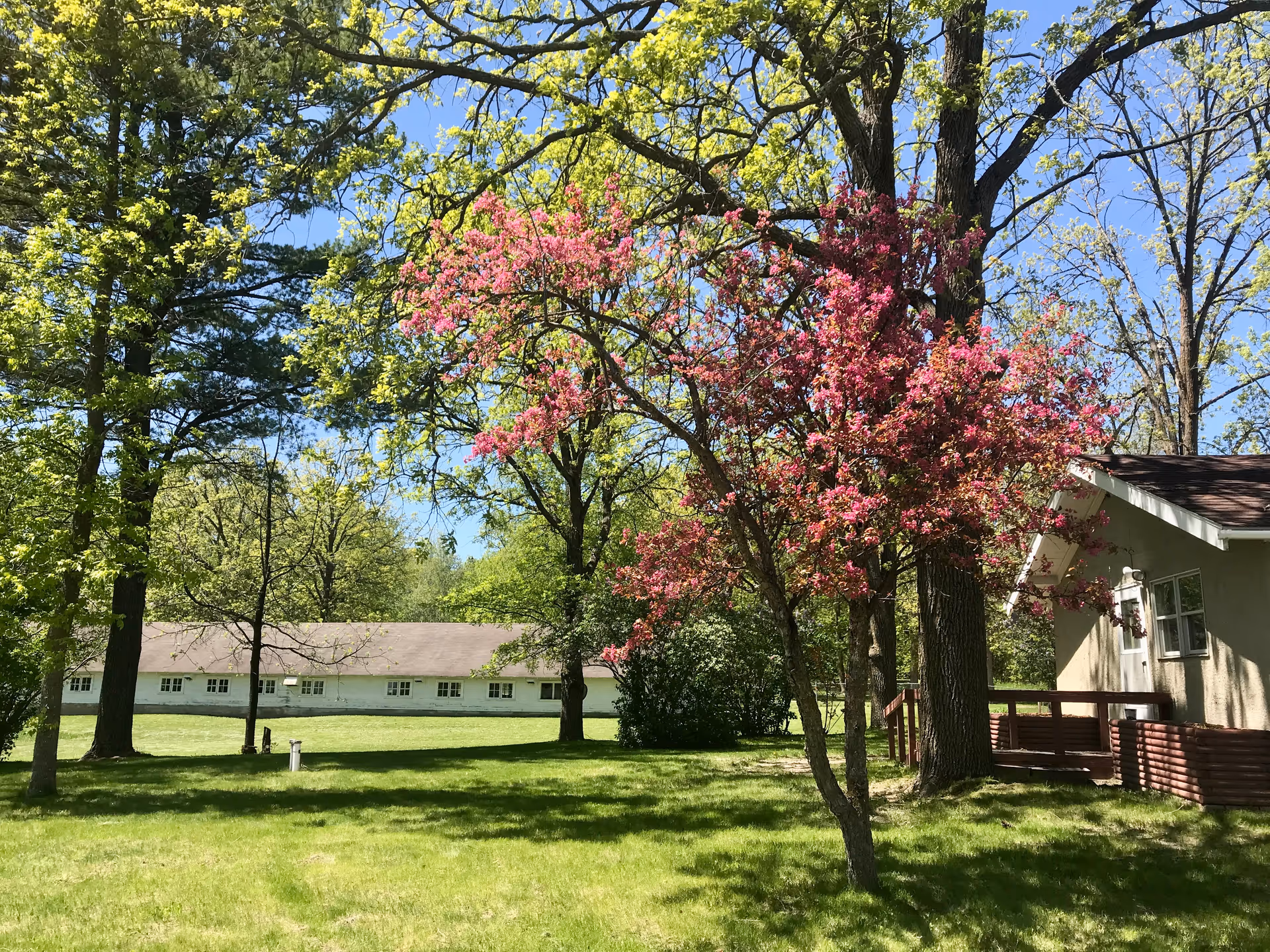 Sunlit grassy lawn with leafy trees and a pink-flowering tree beside a small building and a long white building in the background under a blue sky.