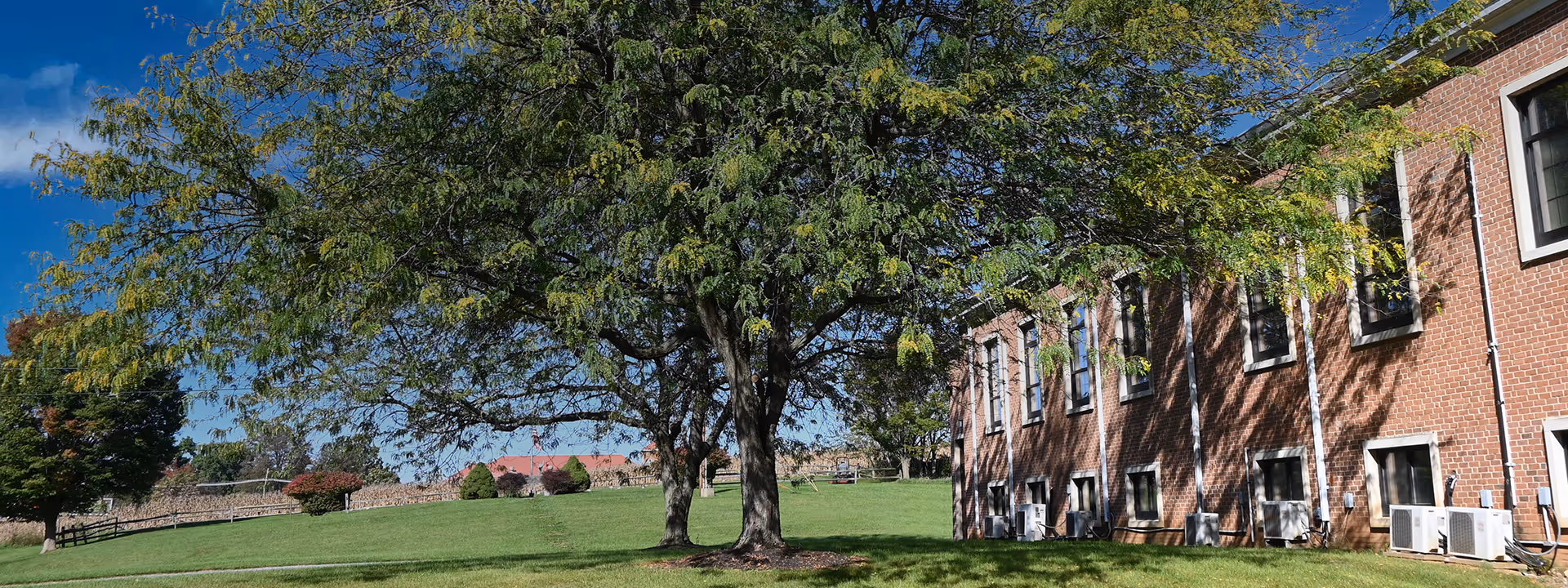 A large tree with green leaves stands on a grassy lawn next to a red brick building with multiple windows. The sky is clear and blue, and there are other trees and a fence in the background.