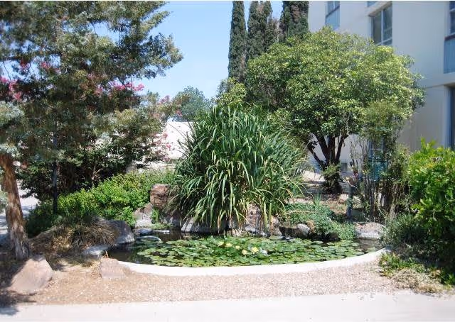 Small landscaped garden pond with lily pads surrounded by trees and shrubs in front of a light-colored building.