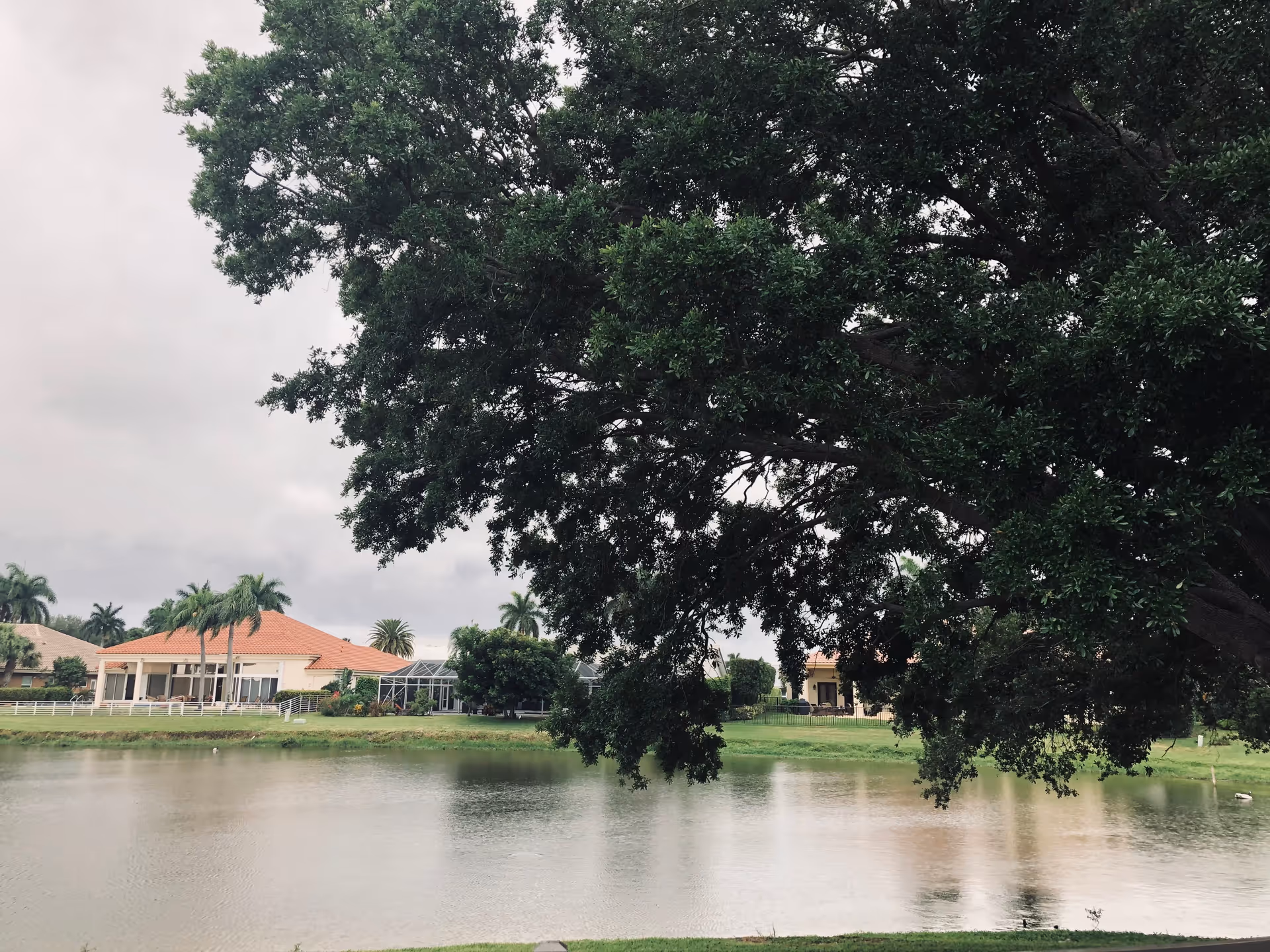 A large tree with dense green foliage overhangs a calm lake. Across the lake, there are houses with red and beige roofs, palm trees, and well-maintained lawns under a cloudy sky.