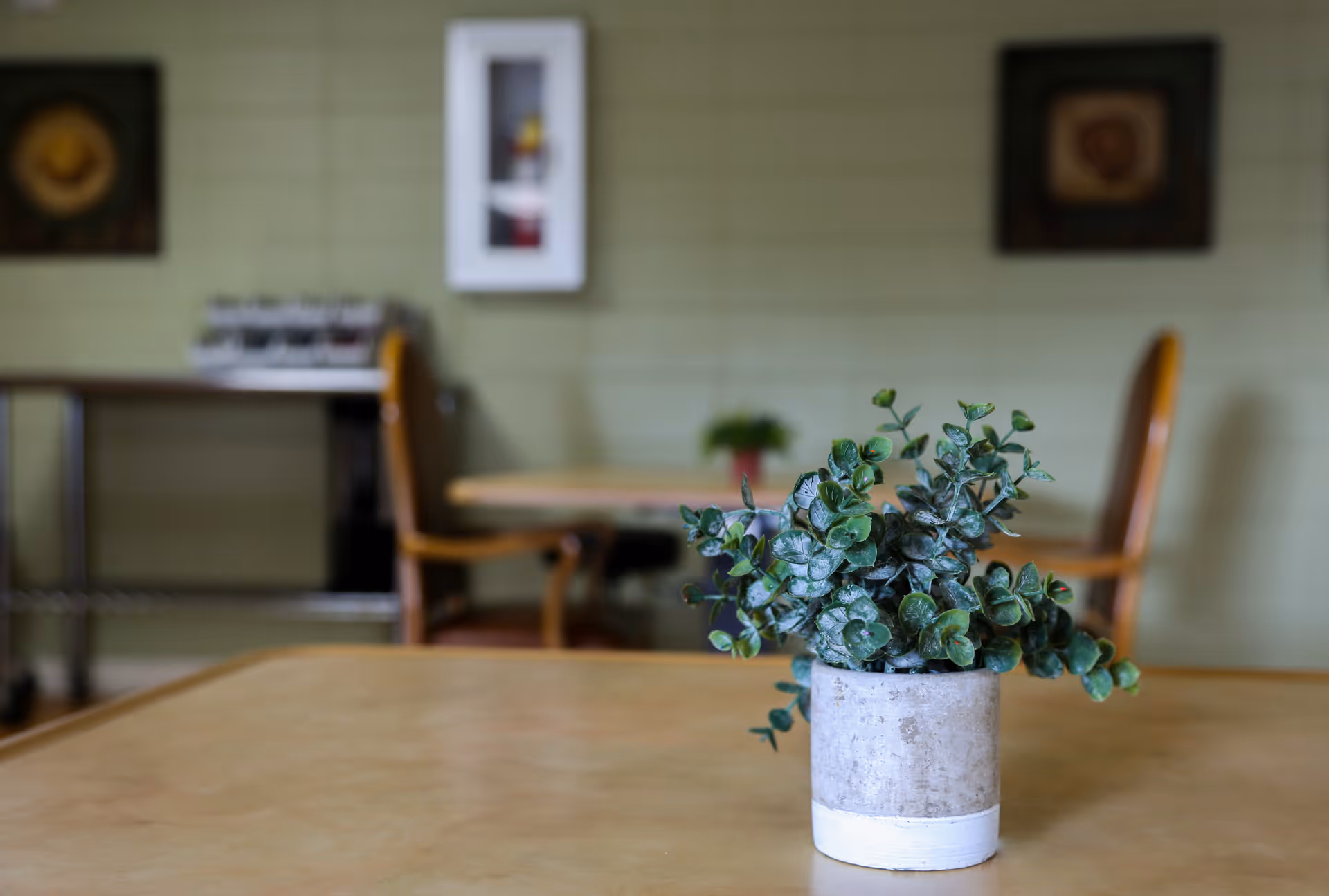 A small potted plant with green leaves sits on a wooden table in a room with light green walls. In the background, there are two wooden chairs and a table, along with framed pictures on the wall and a metal cart.