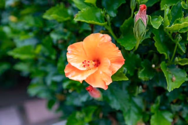 Close-up of an orange hibiscus flower with green leaves in the background.