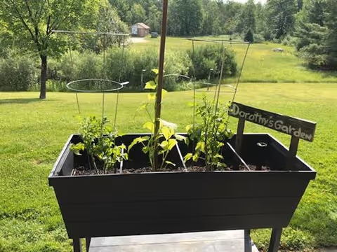 A raised black garden planter box labeled 'Dorothy's Garden' with several small green plants growing inside supported by wire cages and wooden stakes, set outdoors on a wooden surface with a grassy field, trees, and a small shed in the background.