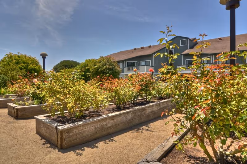 Raised garden beds filled with various plants and flowers in an outdoor garden area with a building in the background under a clear blue sky.