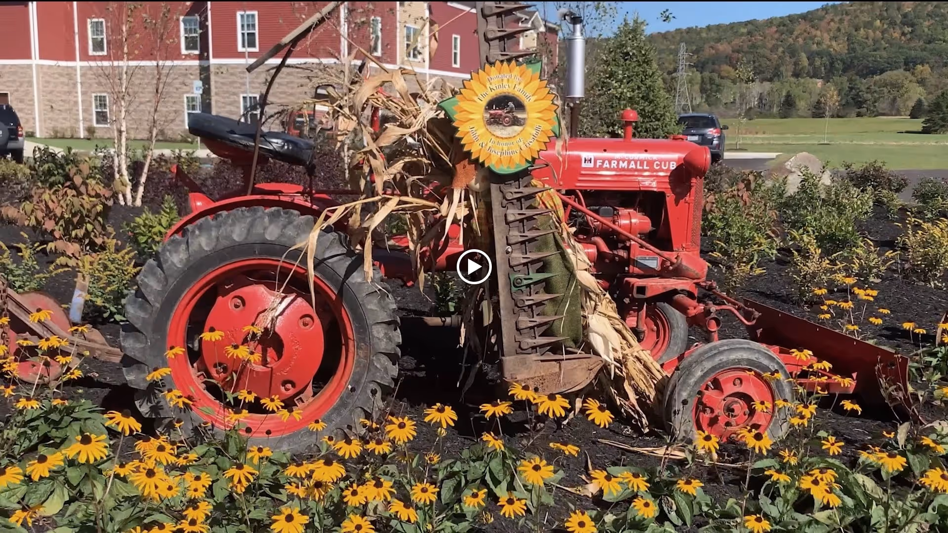 A vintage red Farmall Cub tractor decorated with dried cornstalks and surrounded by yellow flowers in a garden area. In the background, there is a red building with stone accents and a green field with trees under a clear blue sky.
