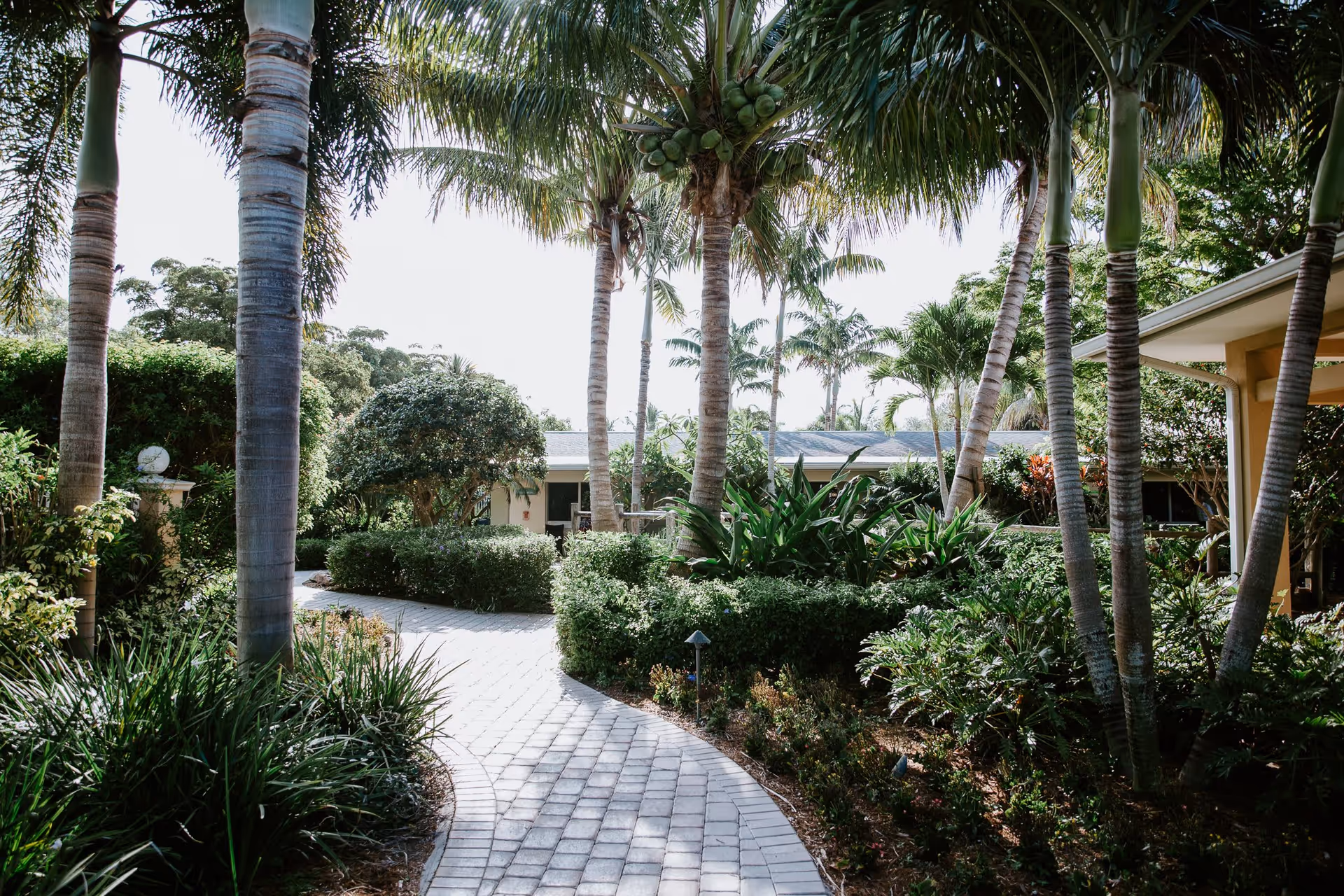 A winding paved pathway surrounded by lush greenery and tall palm trees leading to a single-story building under a bright sky.