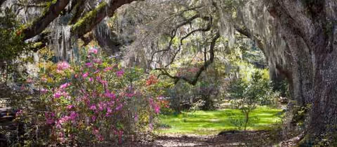 Shaded garden path with flowering bushes and tall moss-covered trees.