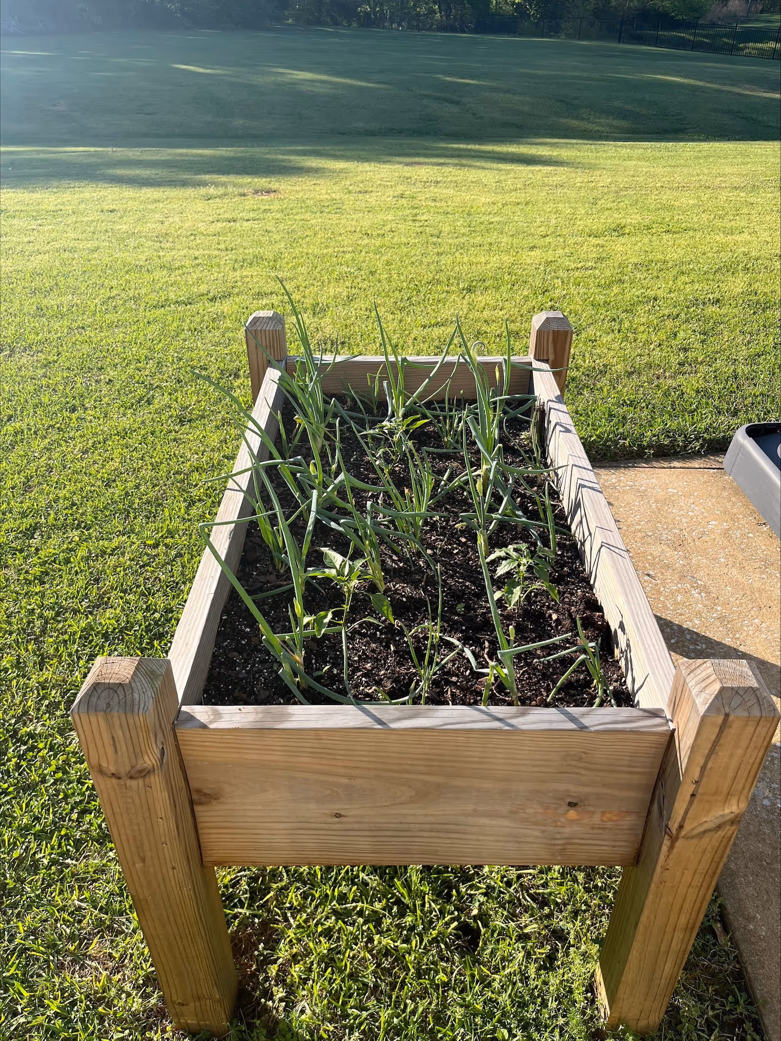 A raised wooden garden bed with young green plants growing in soil, situated on a grassy lawn with a concrete path to the right and a fenced area in the background.