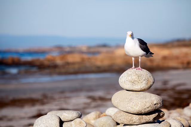A seagull standing on top of a stack of smooth stones on a beach with the ocean and distant shoreline in the background.