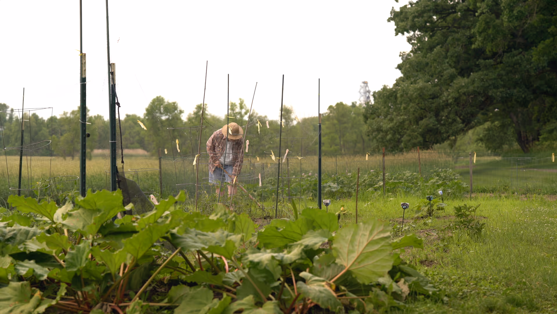 A person wearing a hat and plaid shirt tending to a garden with green plants and stakes in an outdoor grassy area with trees in the background.