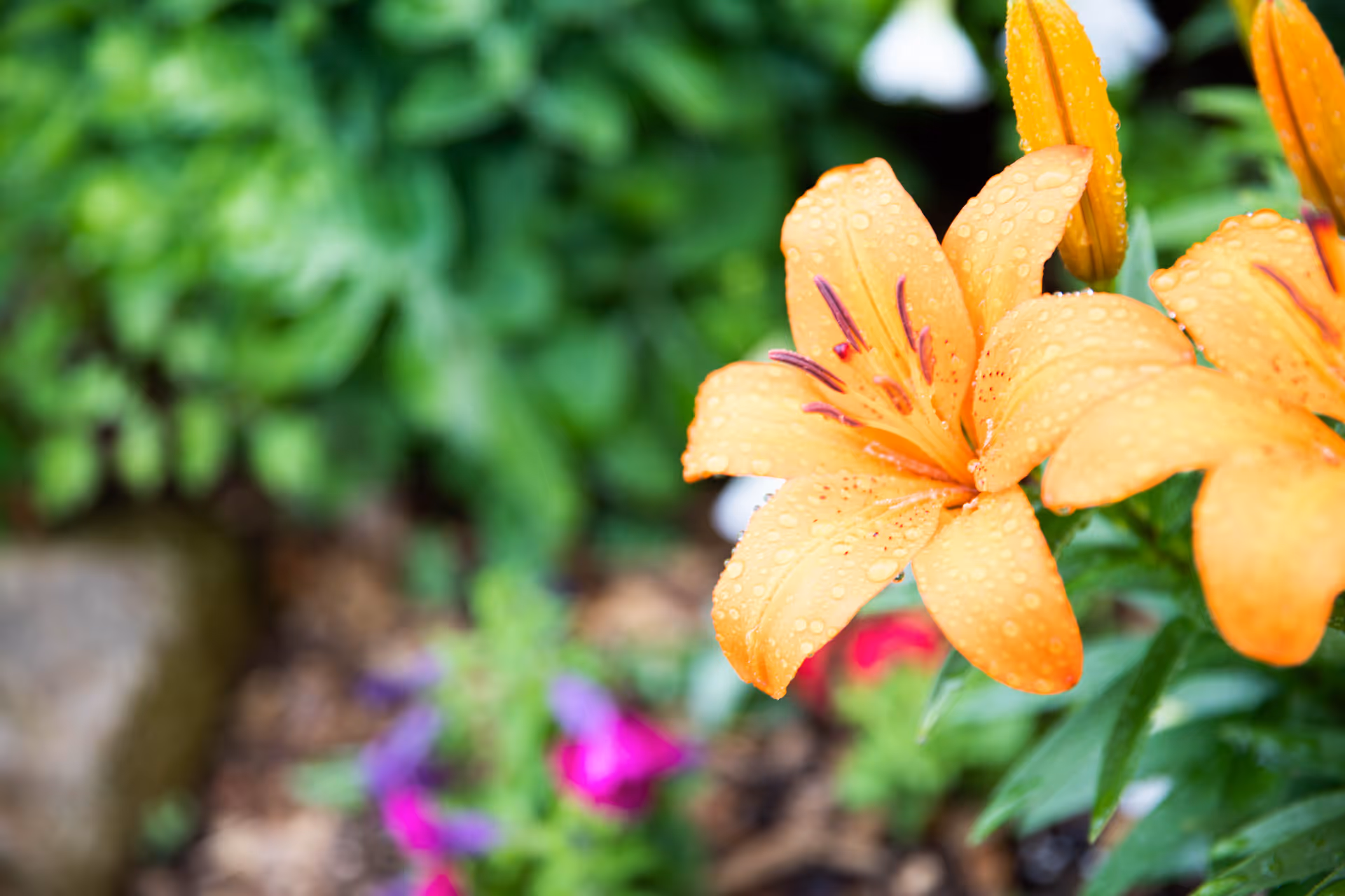 Close-up of orange lilies covered in water droplets with a blurred garden background.