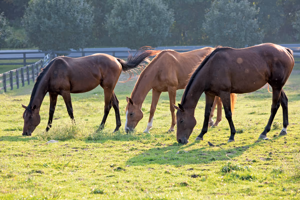Three horses grazing on green grass in a fenced pasture with trees in the background under sunlight.