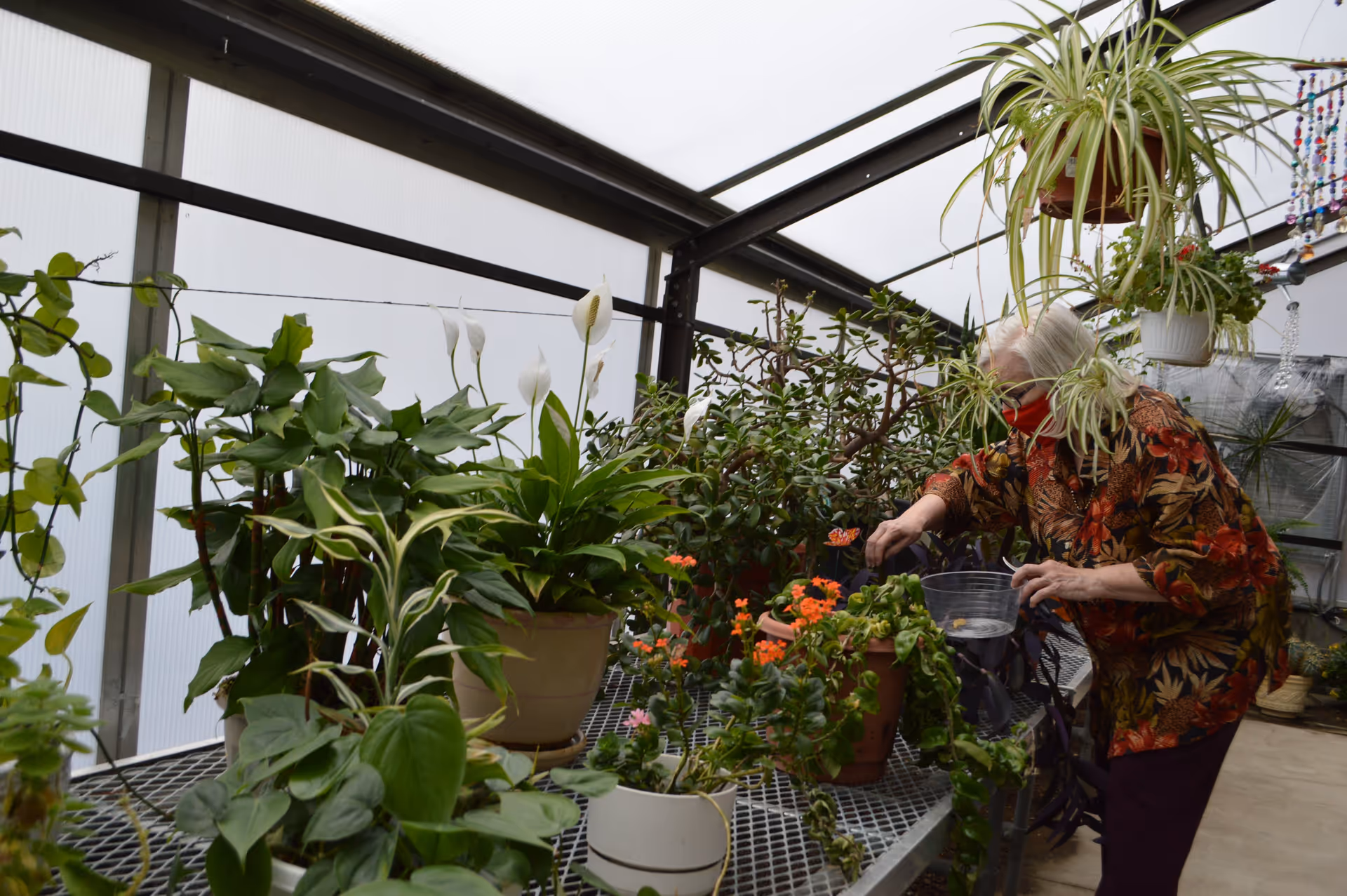An elderly woman wearing a red face mask and a floral patterned shirt tends to various potted plants inside a greenhouse filled with green leafy plants and flowers.