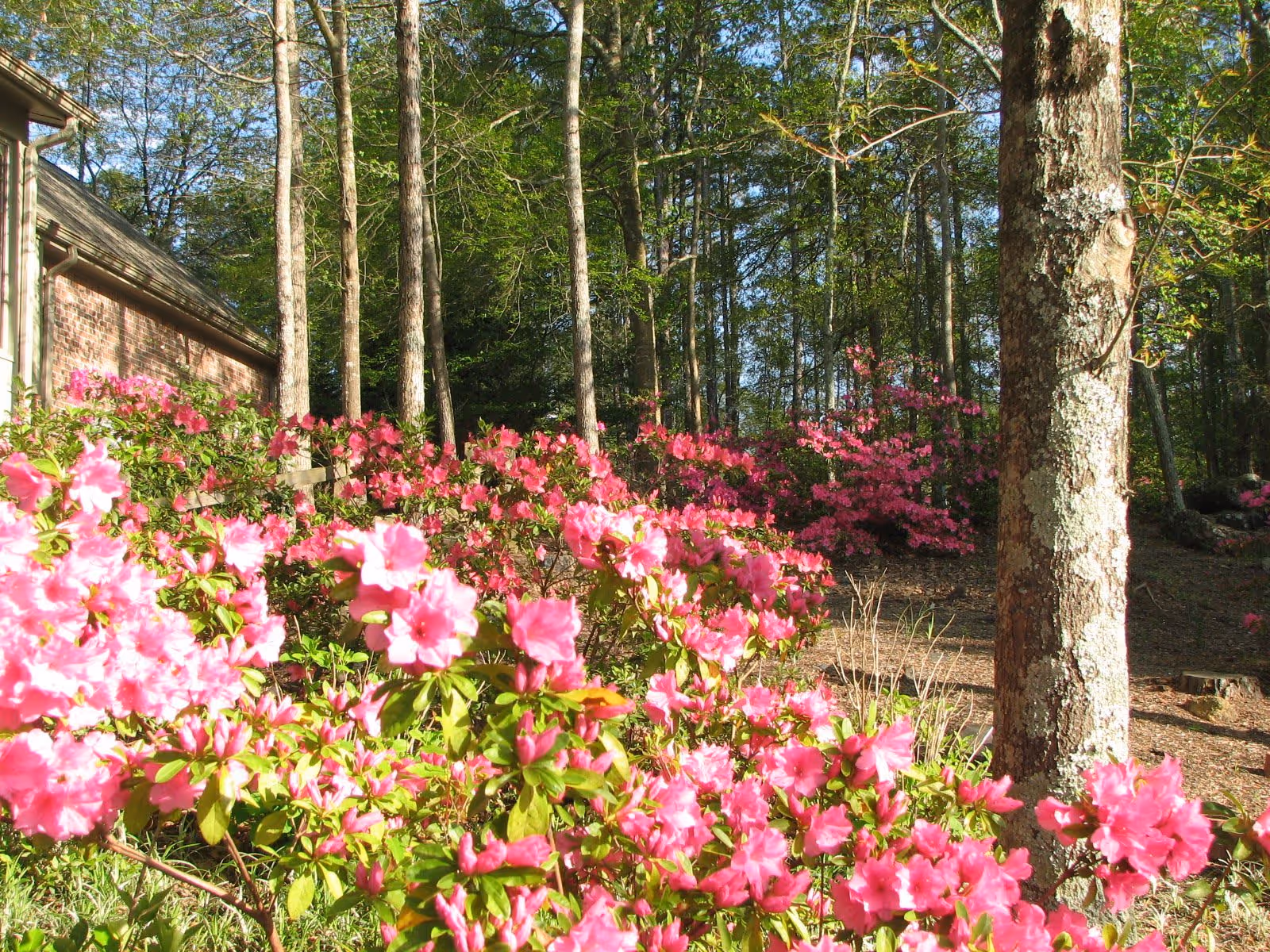 Pink azalea bushes in bloom in a wooded yard beside a brick building.