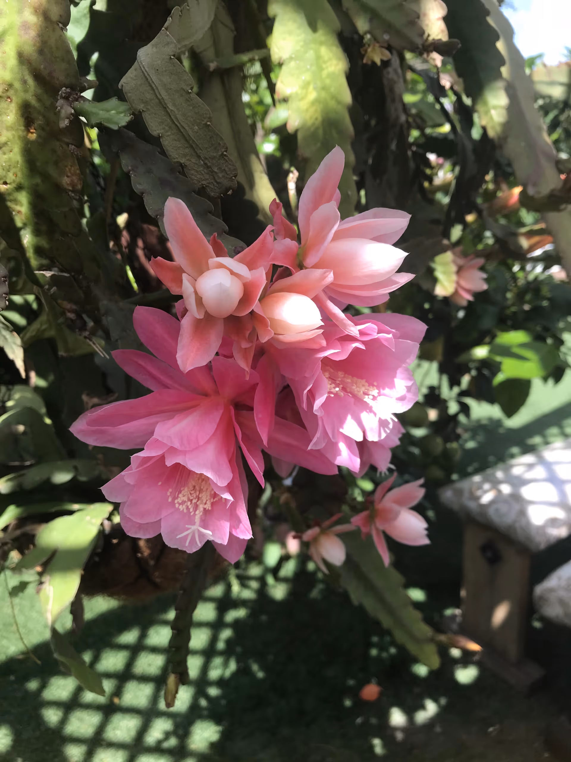 Close-up of vibrant pink flowers blooming on a green leafy plant with sunlight casting shadows on the ground and a bench partially visible in the background.