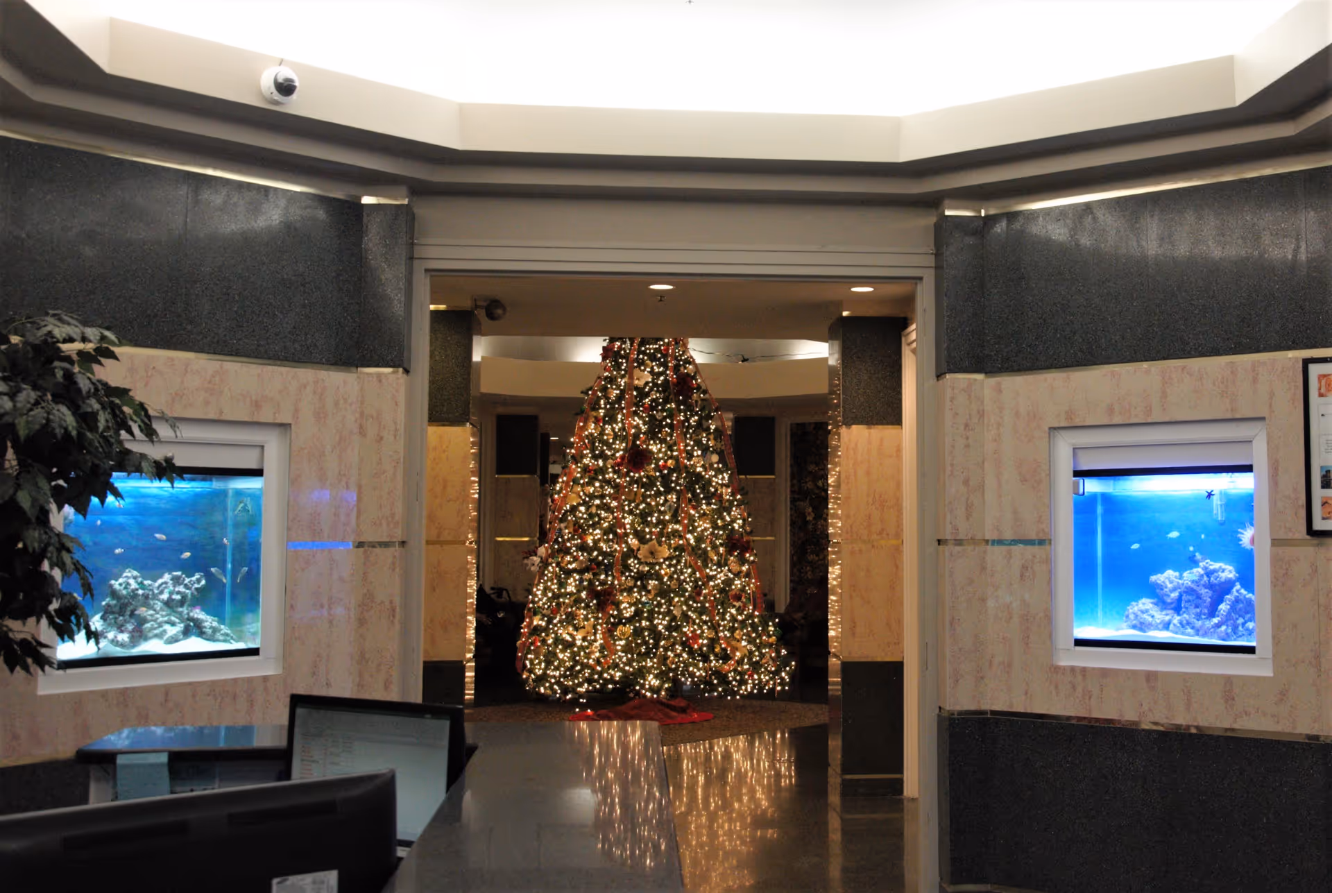 Interior view of a facility lobby or reception area with a large decorated Christmas tree illuminated with lights in the background. Two built-in aquariums with blue lighting are embedded in the walls on either side of the entrance to the room with the tree. A reception desk with computer monitors is visible in the foreground.