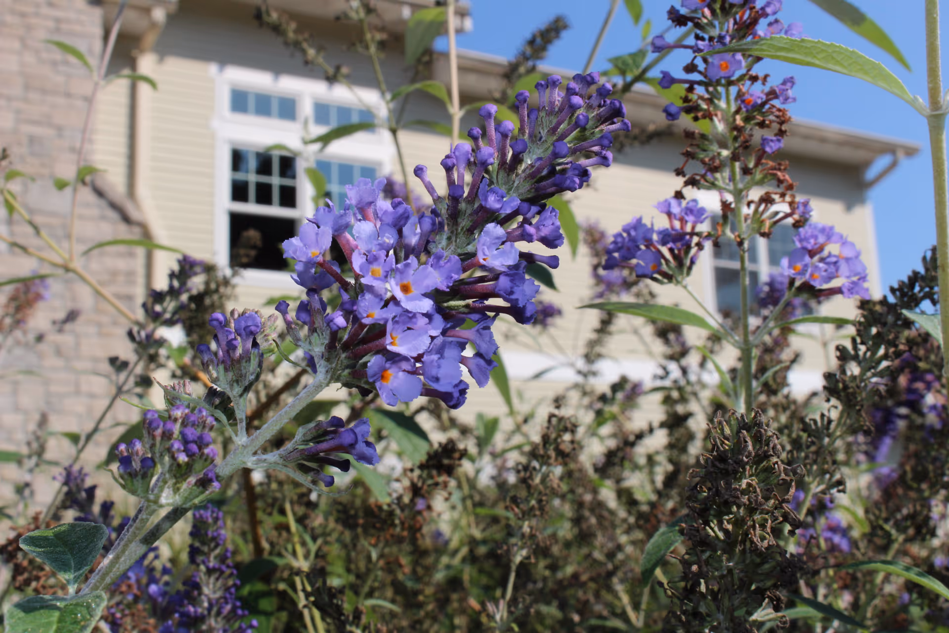 Close-up of purple flowers in a garden with a beige building and windows in the background under a clear blue sky.