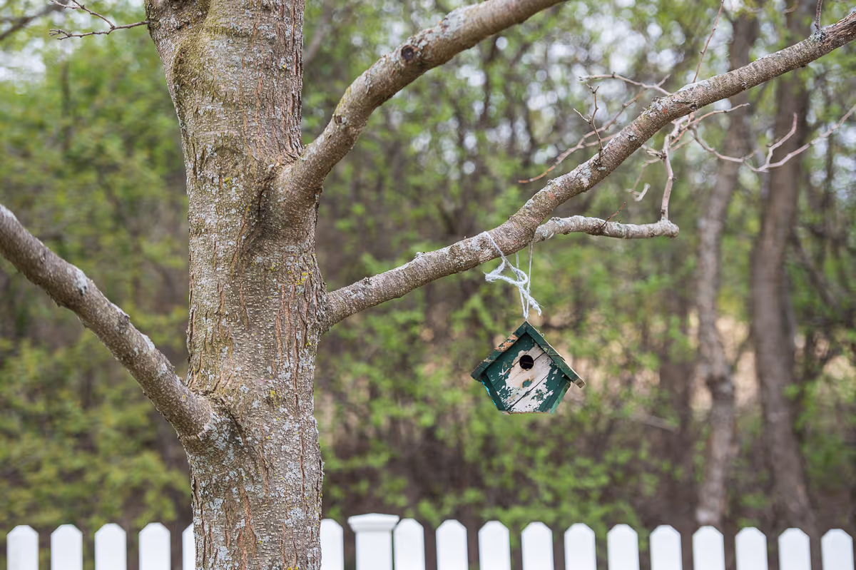A small weathered green birdhouse hanging from a tree branch with a white picket fence and blurred trees in the background.