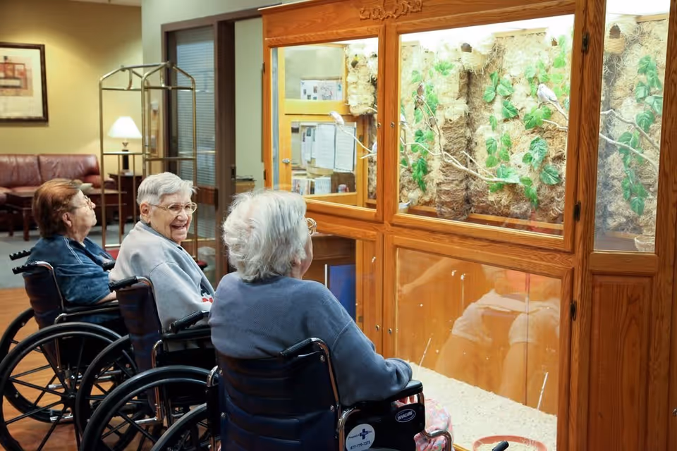 Three elderly women in wheelchairs are sitting indoors, facing a large wooden enclosure with glass panels that contains a naturalistic habitat with branches, leaves, and small birds. The room has warm lighting and furniture including a couch and a lamp in the background.