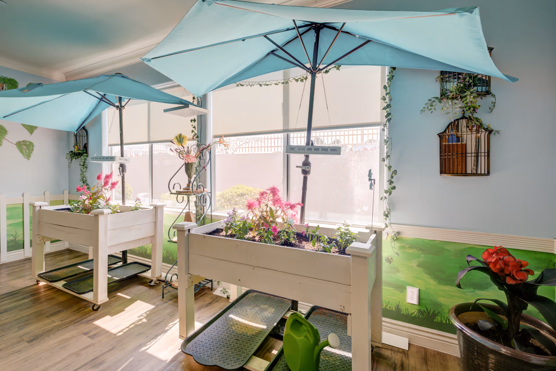 Indoor gardening area with two raised wooden planter boxes on wheels, each with a blue umbrella above. The planters contain various flowering plants and are positioned in front of large windows with white blinds. The walls are decorated with green painted grass and vines, and there is a potted plant with red flowers on the right side.