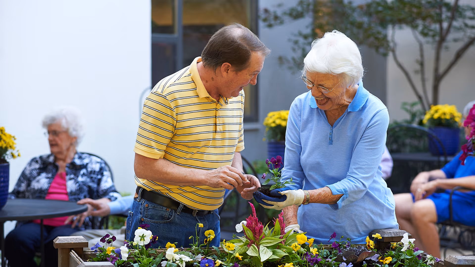 An elderly man in a yellow striped shirt and an elderly woman in a light blue shirt are smiling and gardening together, holding a small potted plant with purple flowers. They are surrounded by colorful flowers in an outdoor garden area with other elderly people sitting in the background.
