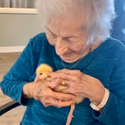 An elderly woman wearing a teal sweater gently holding and looking down at a small yellow duckling in her hands inside a room with light-colored walls and wooden flooring.