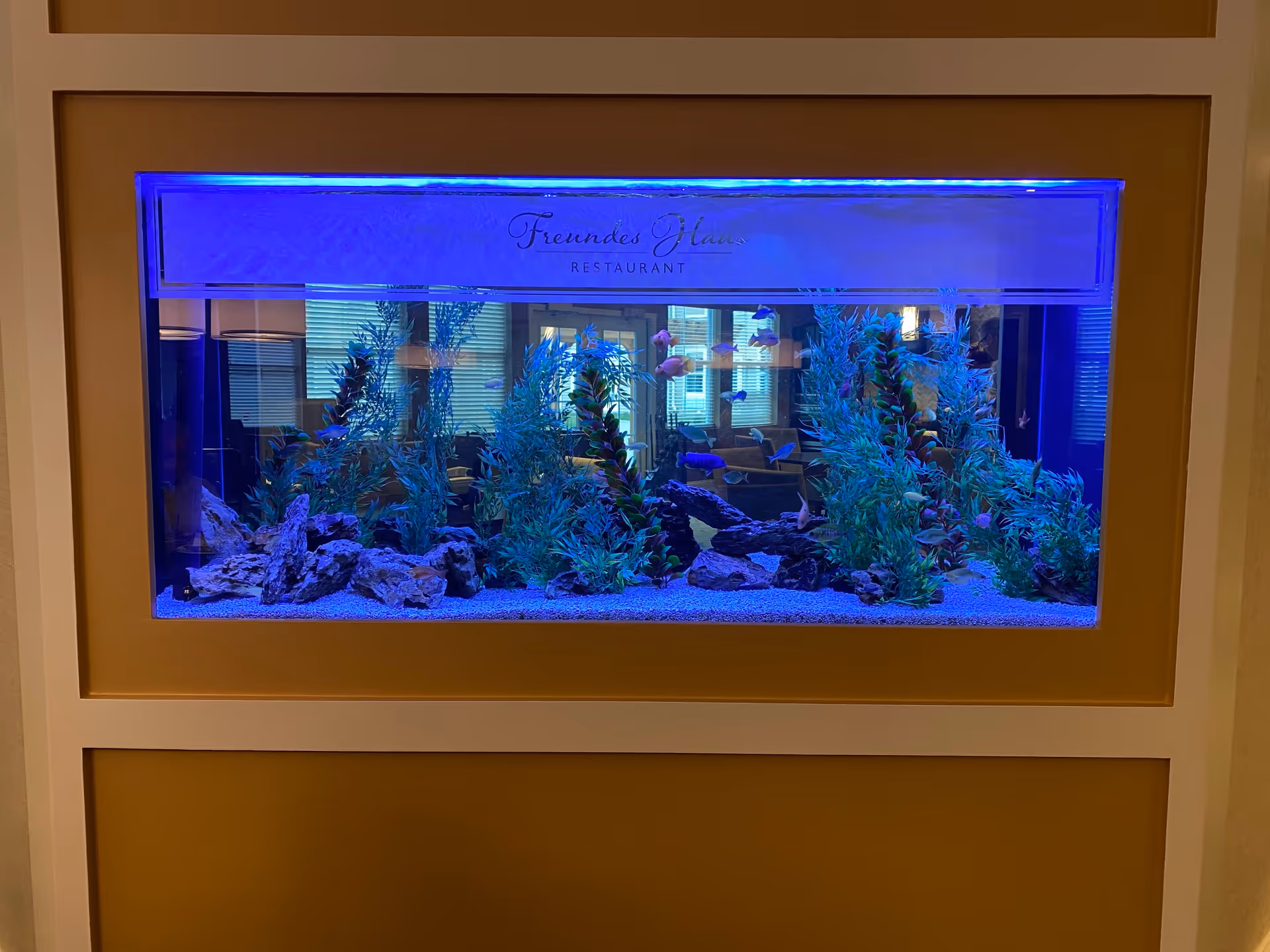 A rectangular wall-mounted aquarium with blue lighting, containing green aquatic plants, rocks, and small fish. The aquarium is framed by a white and beige wall structure. Reflections in the glass show a room with windows and furniture behind the aquarium.