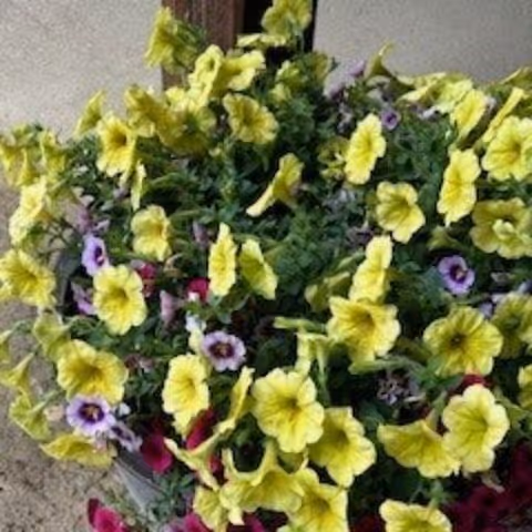 A close-up view of a flower arrangement featuring numerous yellow petunias with some purple and red flowers mixed in, placed in a container against a neutral background.