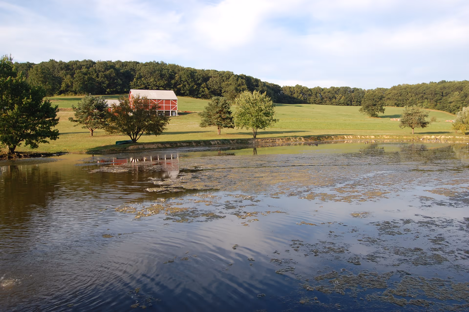 A peaceful outdoor scene featuring a pond with some algae on the surface, surrounded by green grass and scattered trees. In the background, there is a red barn with a white roof and a dense forested area under a partly cloudy sky.