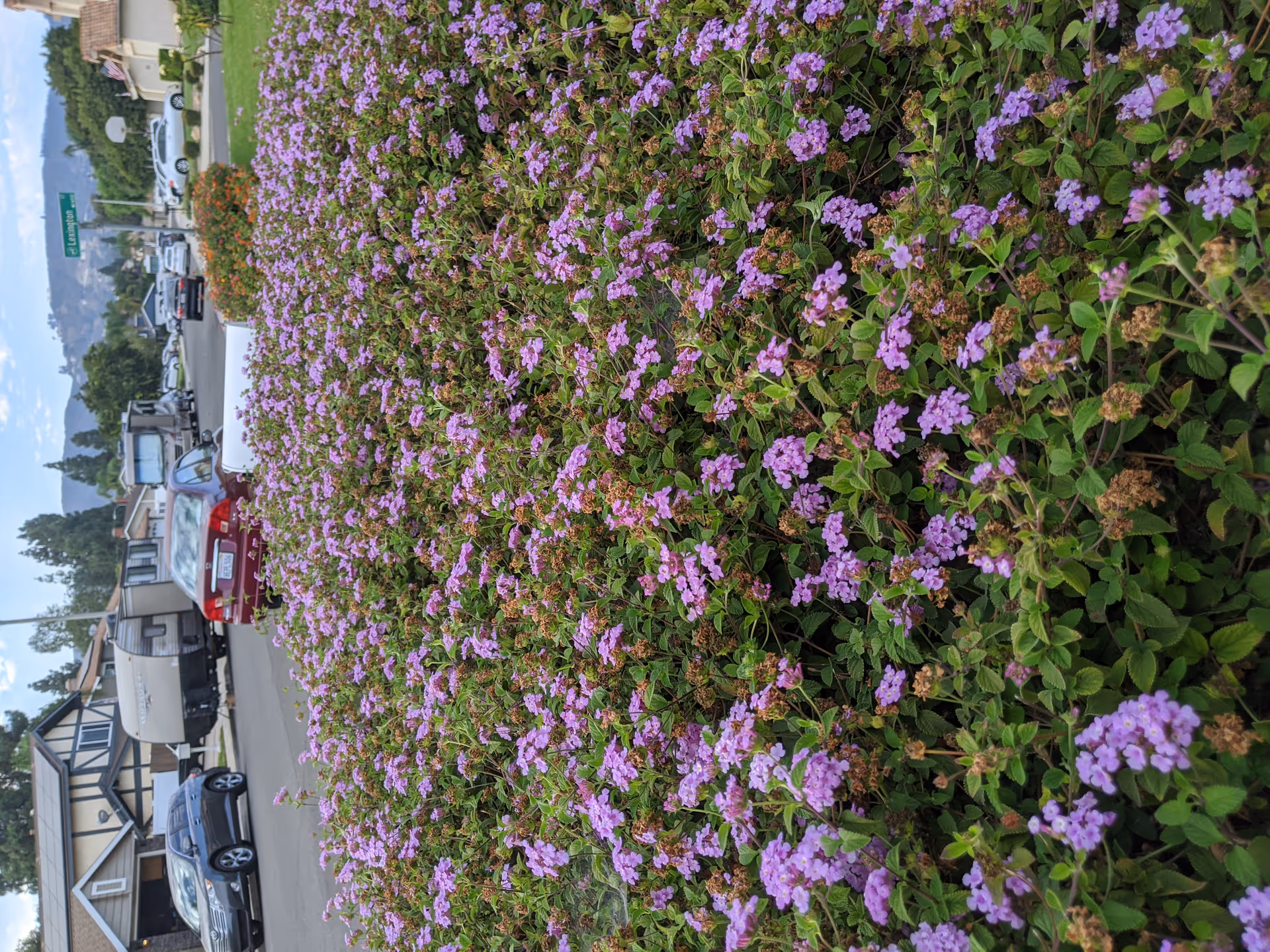 A close-up view of a large bush covered with small purple flowers along a residential street. Several cars are parked on the street, and houses with trees and hills are visible in the background under a partly cloudy sky. A street sign reading 'Lexington' is also visible.