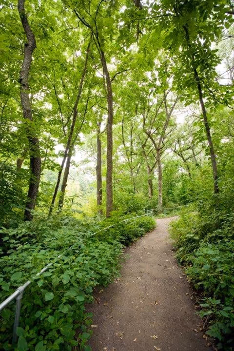 A winding dirt path surrounded by dense green foliage and tall trees with bright green leaves, creating a shaded natural walkway.
