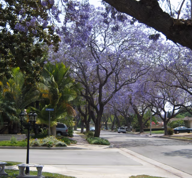 Neighborhood street lined with purple-blooming jacaranda trees, palm trees, and parked cars.