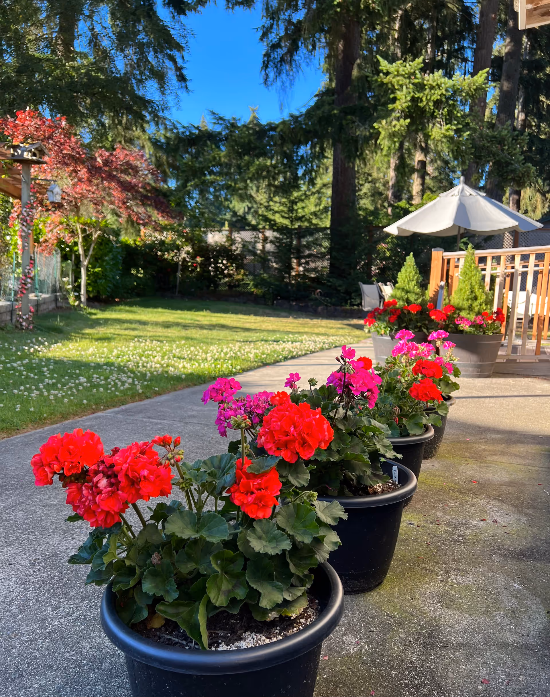 A row of black pots with vibrant red and pink flowers placed on a concrete pathway in a garden area. In the background, there is a grassy lawn, trees, a wooden deck with a white patio umbrella, and outdoor chairs. The sky is clear and blue.
