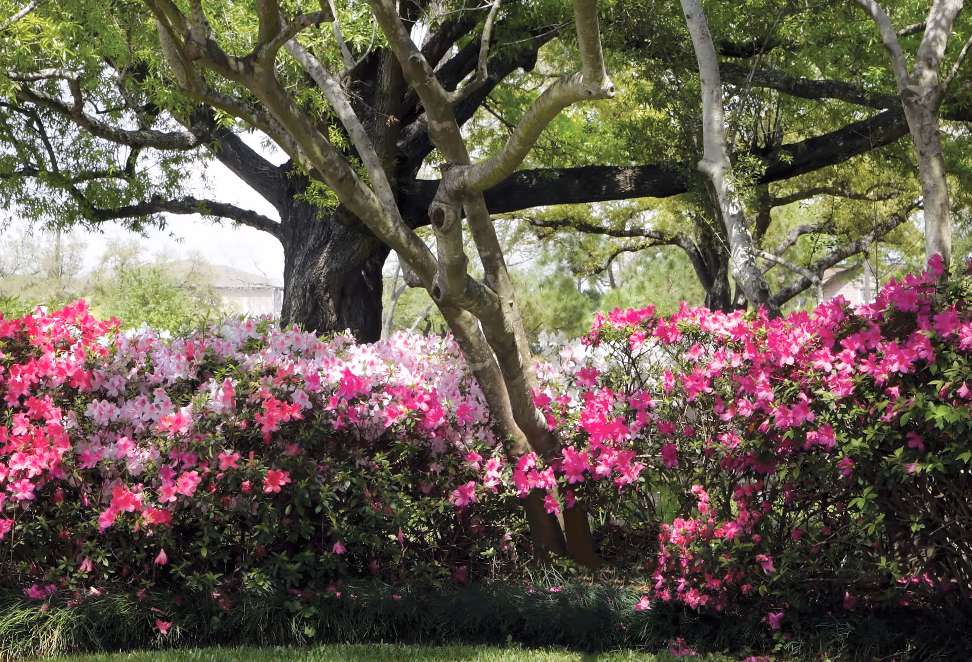 A vibrant garden scene featuring blooming pink and white azalea bushes in front of large trees with green foliage, under a bright sky.
