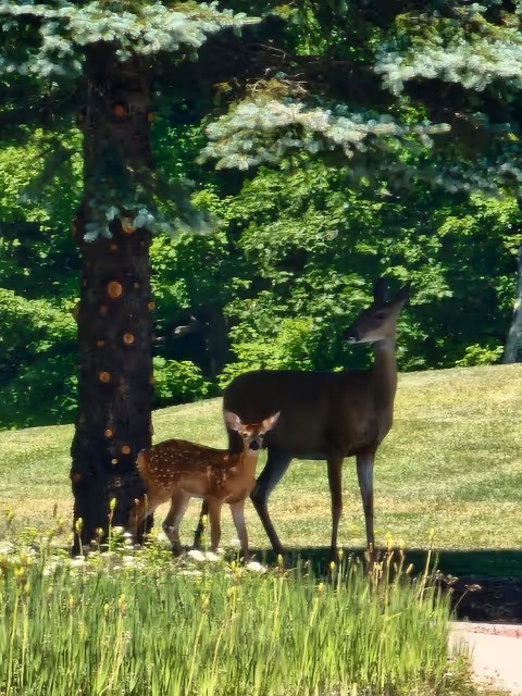 A doe and a fawn standing on grass near a tree with dense green foliage in the background on a sunny day.
