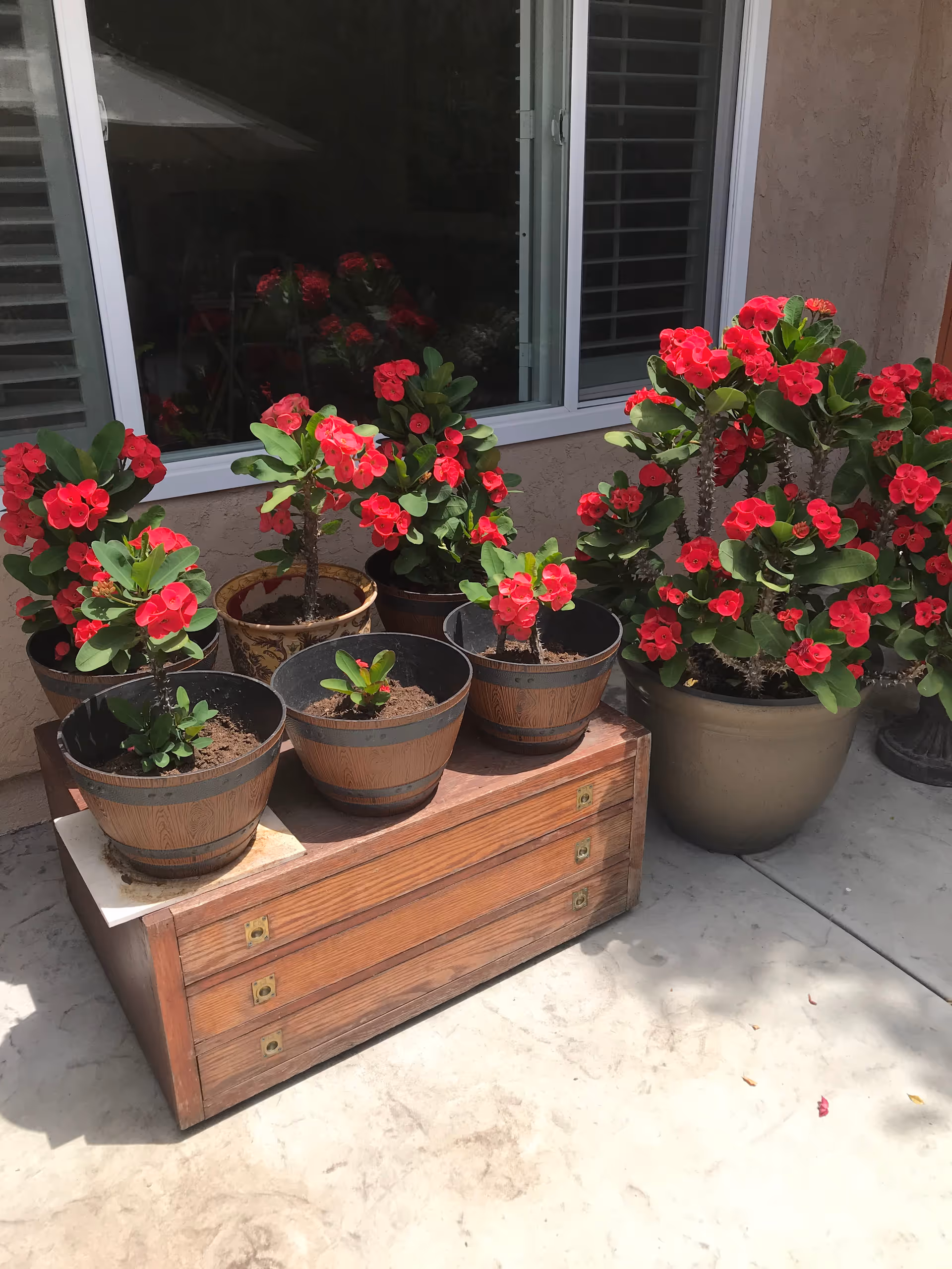 Several potted plants with bright red flowers arranged on and around a wooden chest outside a window with white shutters, on a concrete patio.