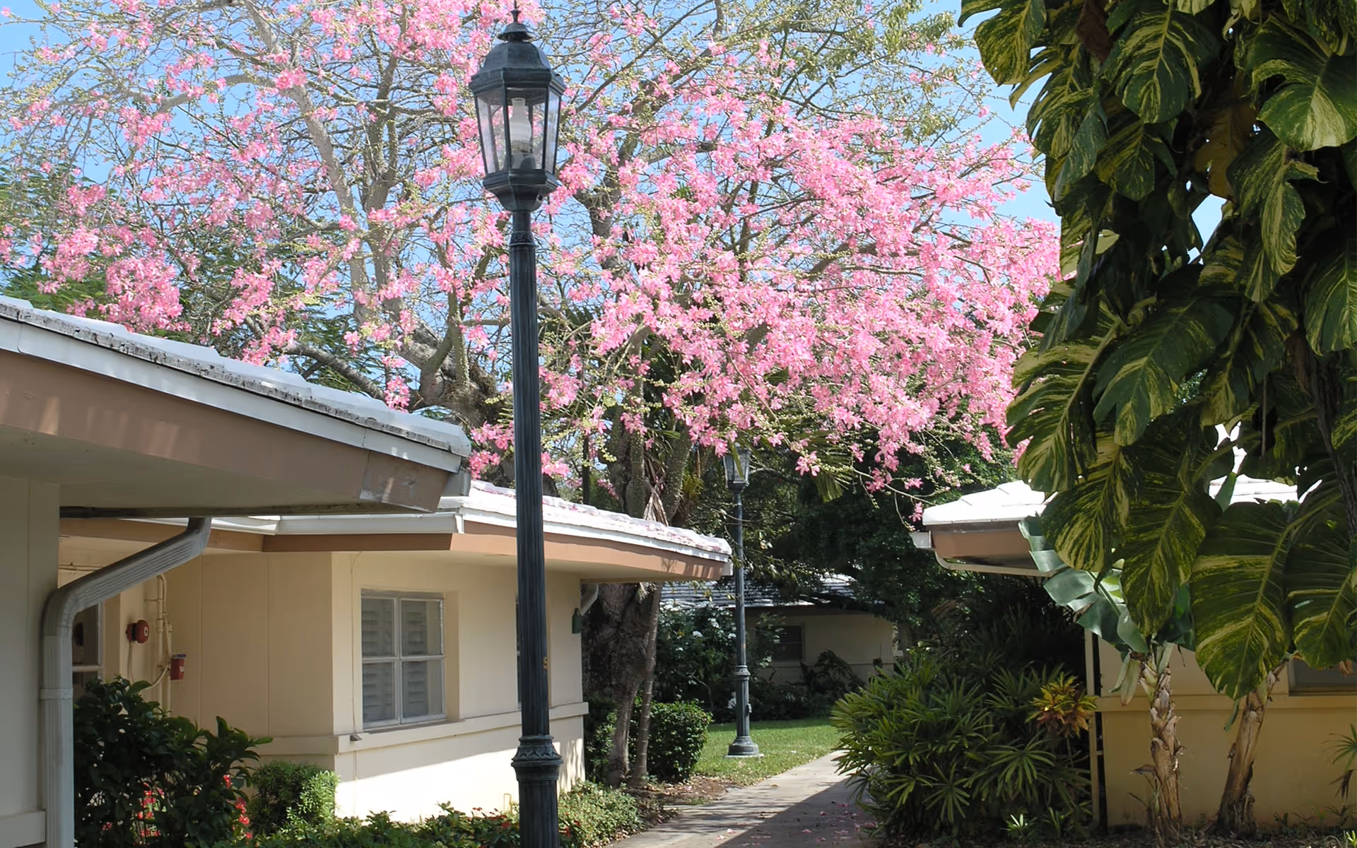 Outdoor pathway between single-story buildings with beige walls and white roofs, lined with green shrubs and trees, including a tree with bright pink blossoms and large leafy plants. Two black street lamps are visible along the path under a clear blue sky.